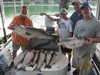 (08/03/2015) - Nice Striped Bass